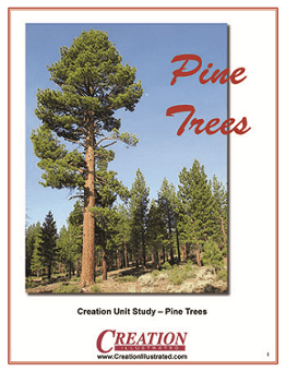 Pine Trees, one of the nature unit studies from Creation Illustrated