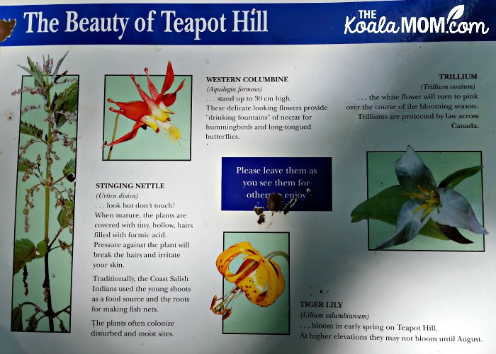 The Beauty of Teapot Hill: a sign about the flowers and plants near Cultus Lake, BC