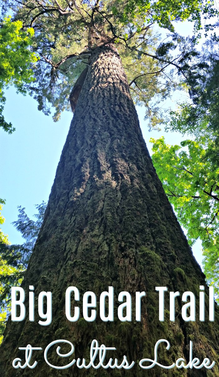 The Big Cedar Trail at Cultus Lake