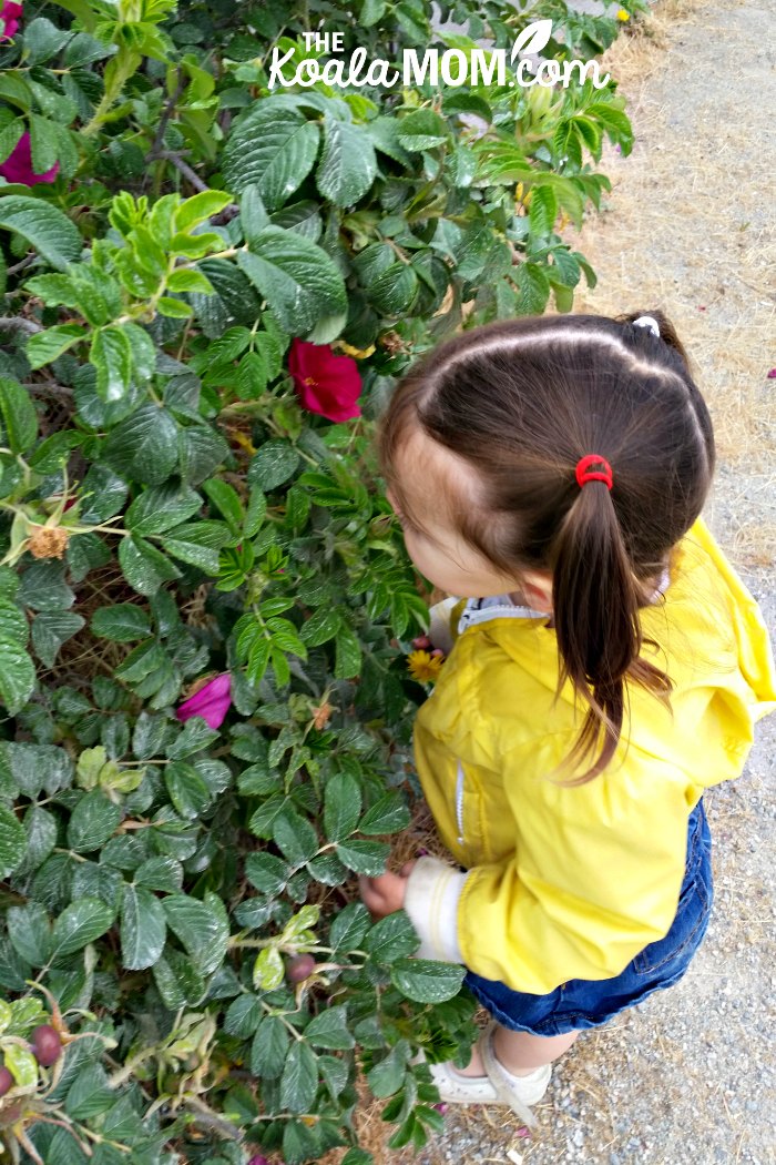 Toddler stops to smell the flowers at Jericho Beach, BC.