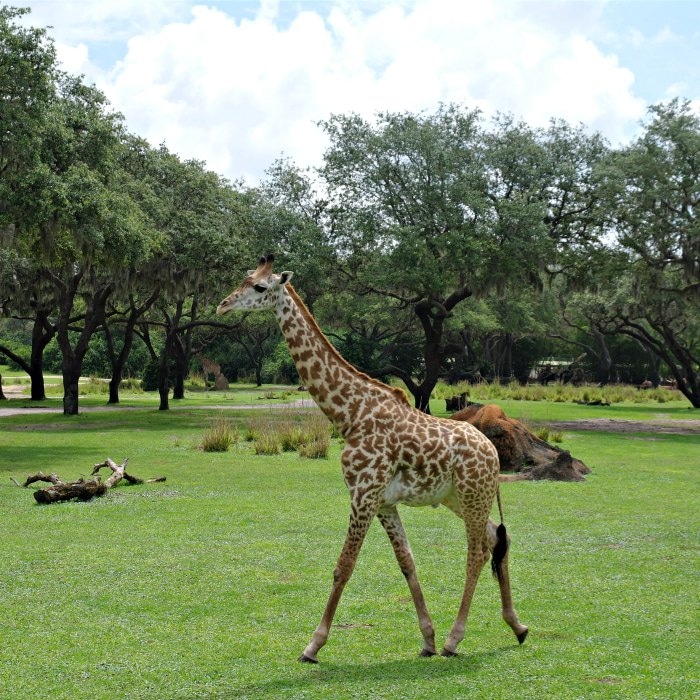 Giraffe at Disney's Animal Kingdom