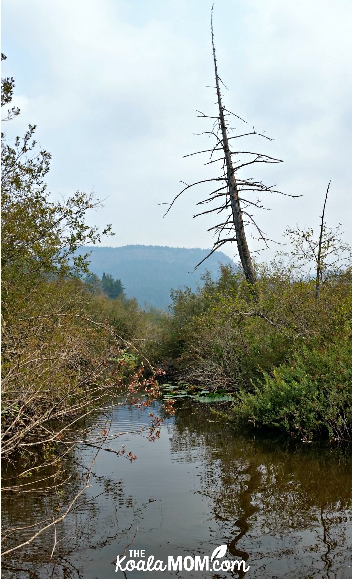 Mount Bluff in the smoky haze, from the raft across Young Lake