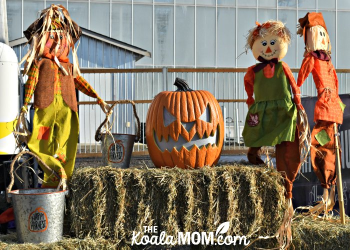 Scarecrows and jack-o-lanterns at Harvest Glow in Langley, BC.
