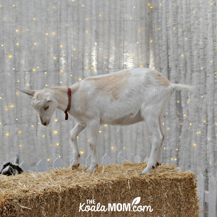 White goat in the petting zoo at Harvest Glow.