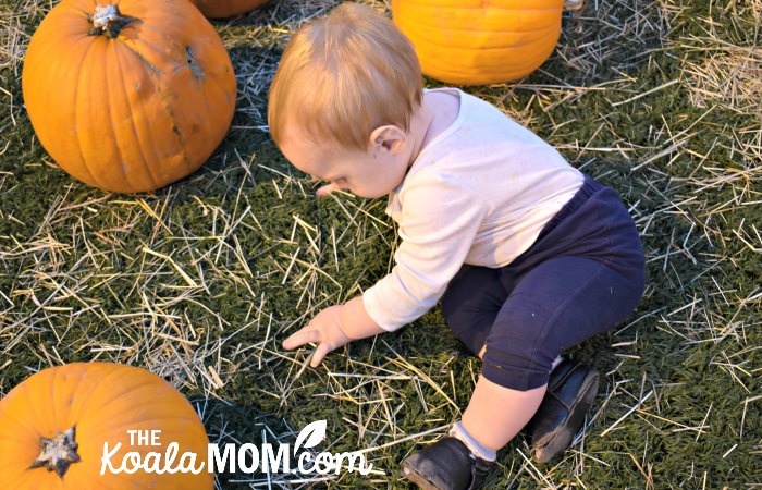 Baby standing in the pumpkin patch at Harvest Glow.