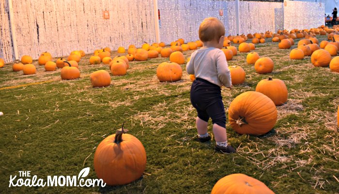 Baby standing in the pumpkin patch at Harvest Glow.