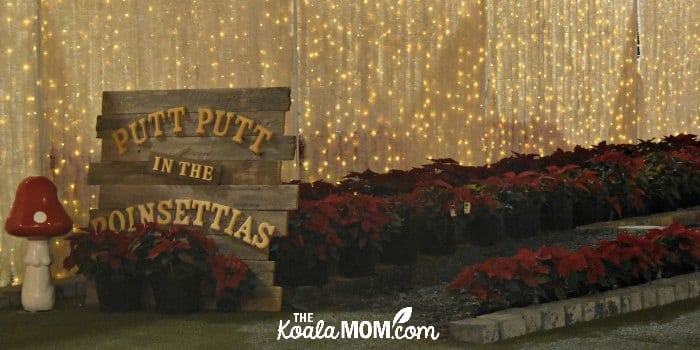 Putt-putt in the poinsettias at Christmas Glow.