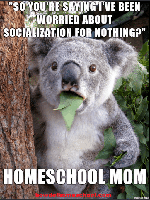 Surprised koala: "So you're saying I've been worried about socialization for nothing?"