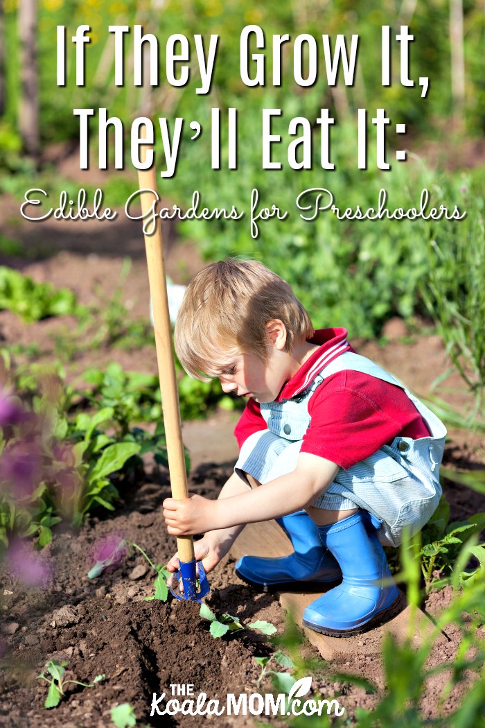 If They Grow It, They’ll Eat It: Edible Gardens For Preschoolers