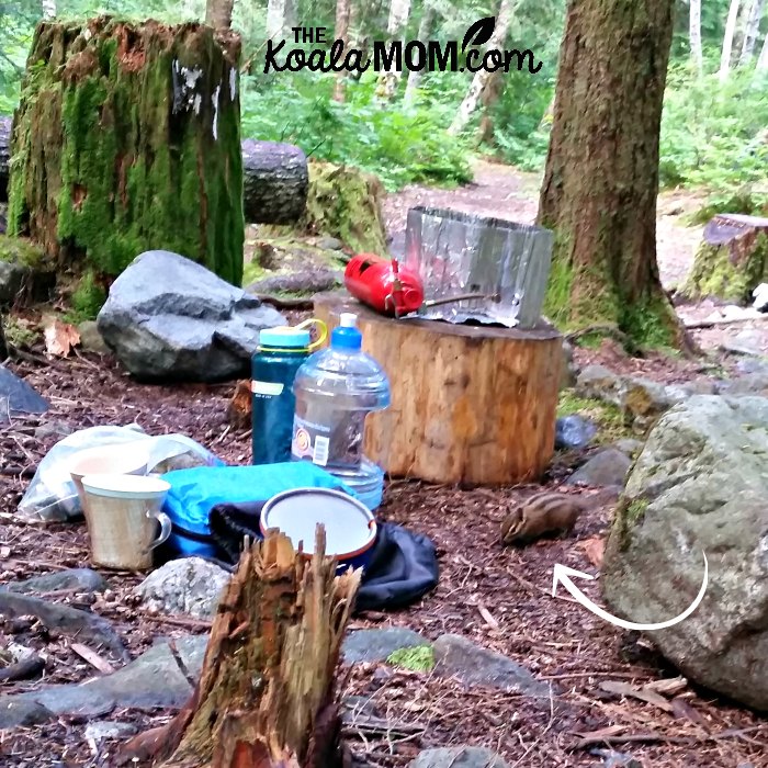 Chipmunk exploring our backcountry kitchen.