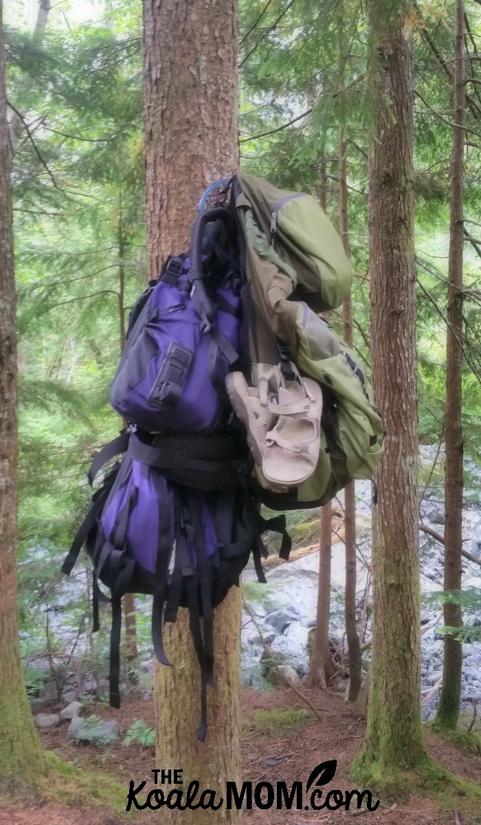 Empty packs hanging in a tree during an overnight backpacking trip in BC.