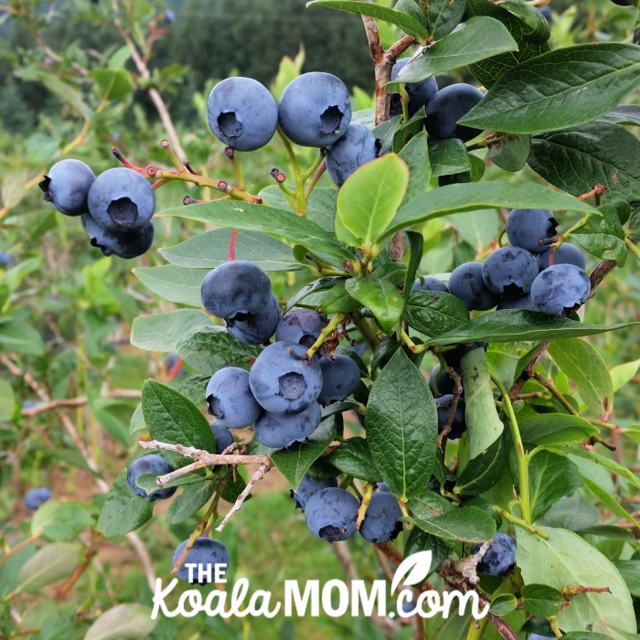 Blueberries on a bush.