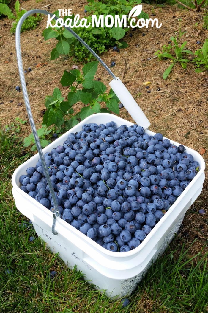 Large bucket full of freshly-picked blueberries.