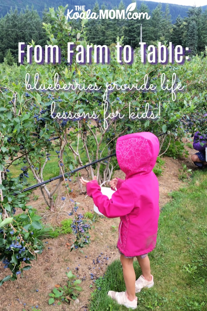 From Farm to Table: blueberries provide life lessons for kids!