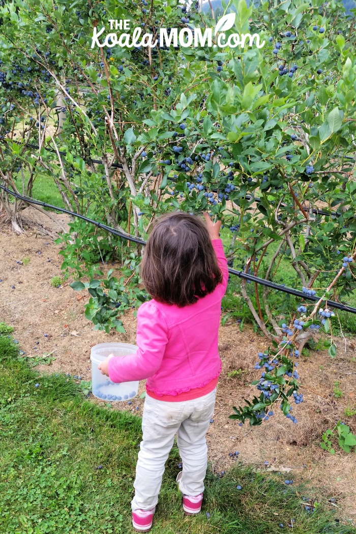 Toddler in pink jacket picking berries.