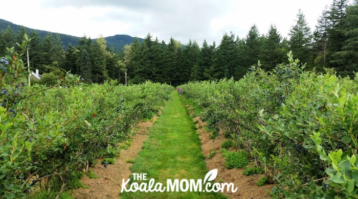 A row of blueberry bushes at a u-pick farm near Cultus Lake, BC.