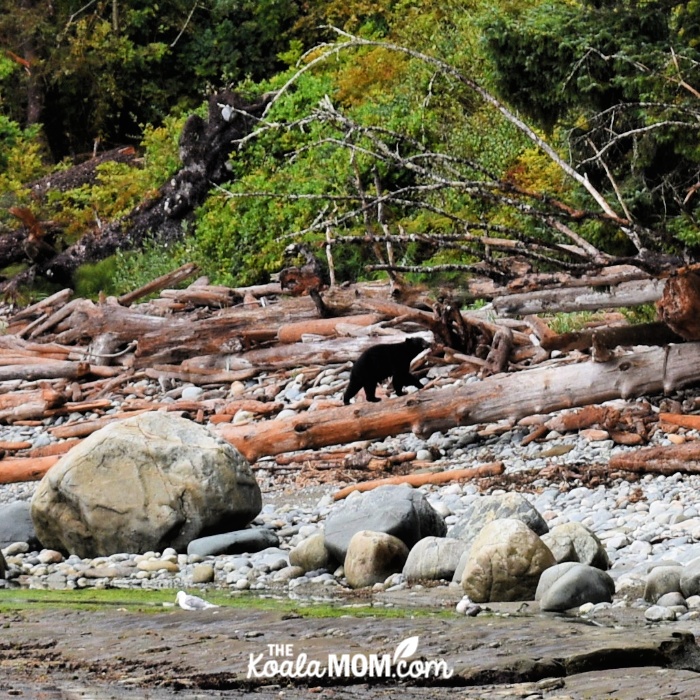 Black bear on a log on the West Coast Trail.
