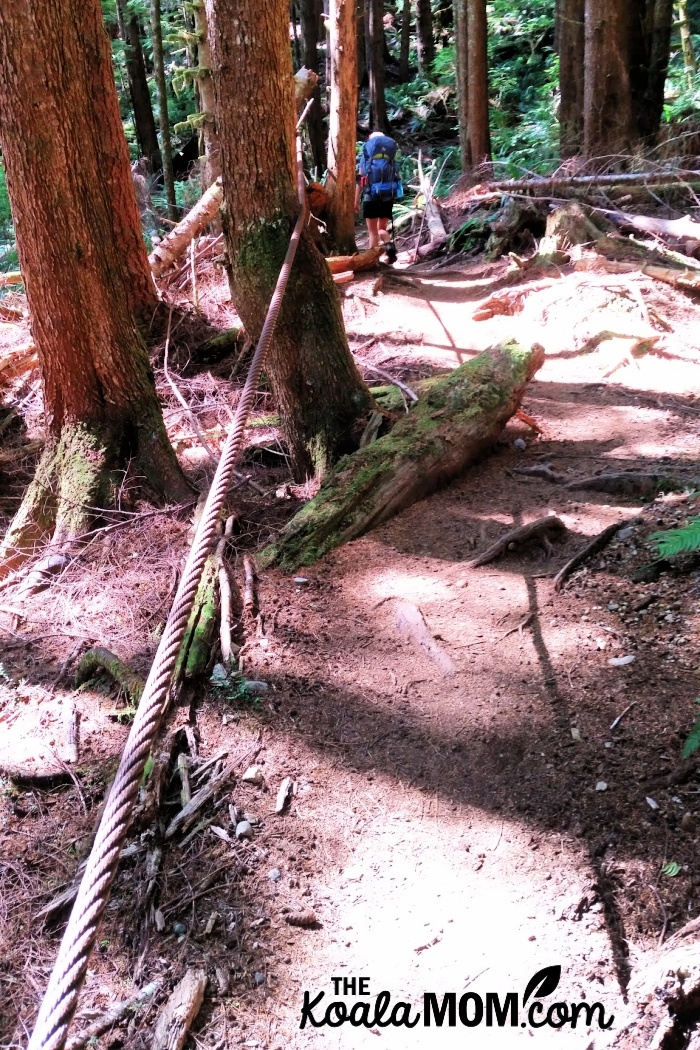 Old rusty logging cable stretching through trees on the WCT.