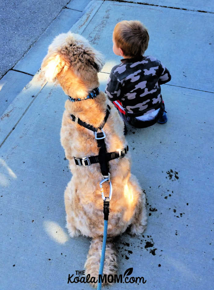 Toddler sitting with a dog.