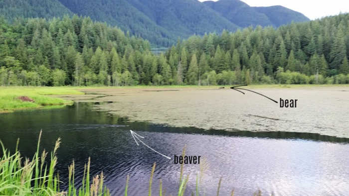 Bear snoops a beaver den on a marsh while beaver swims away.