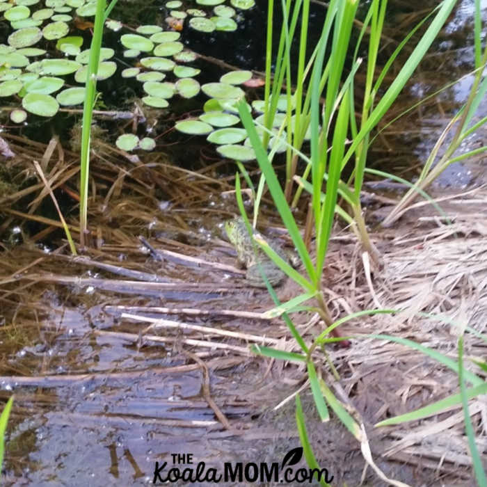 Frog in the marsh.