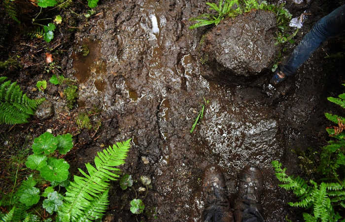 Mud on the Juan de Fuca Trail.