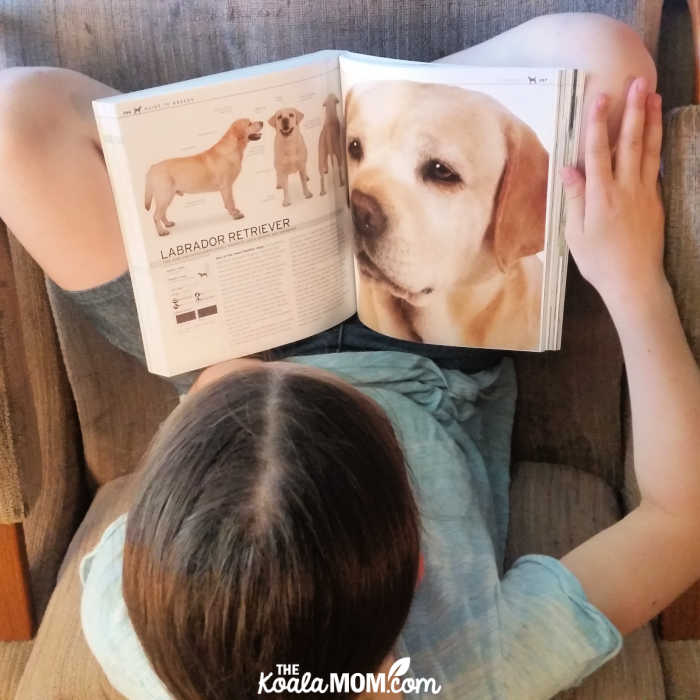 Girl reading about Labrador Retrievers in the Complete Dog Breed Book