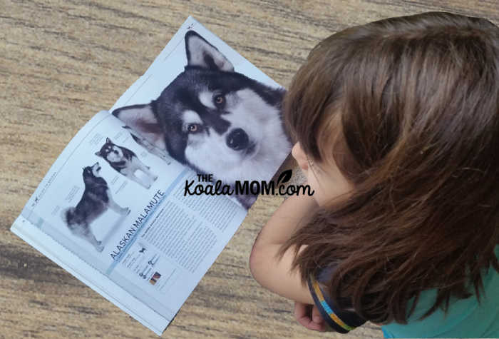 Girl reading about an Alaskan Malamute in The Complete Dog Breed Book.