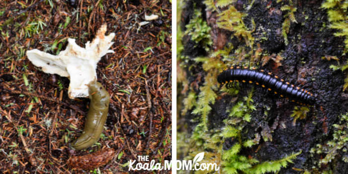Slugs and centipedes on Vancouver Island.