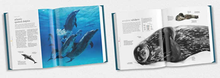 Sample pages from inside Oceanology: The Secrets of the Seas Revealed (DK Books / Smithsonian)