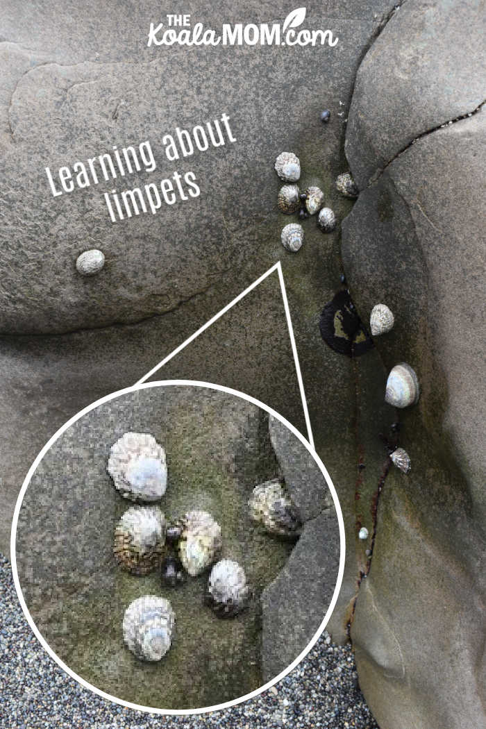 Learning more about limpets, an organism found in rocky coastal seas.