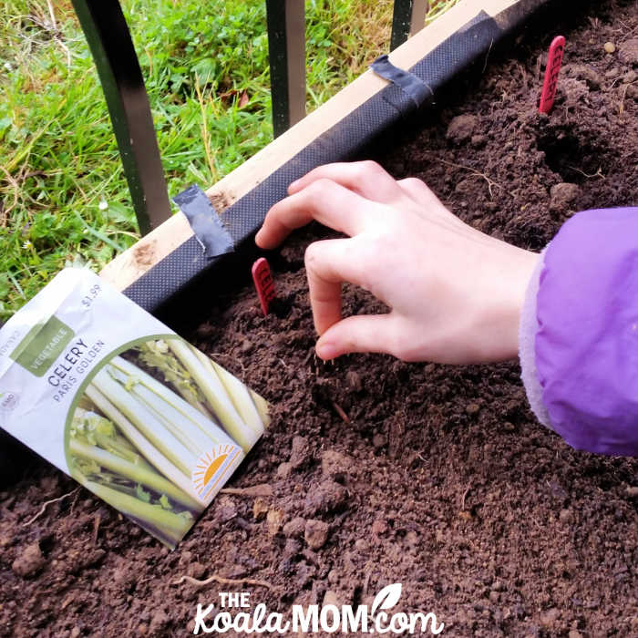 Planting celery in our patio garden box in the spring.