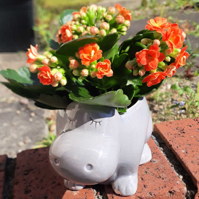 Orange flowers in a white sleeping hippo vase on a brick wall. 