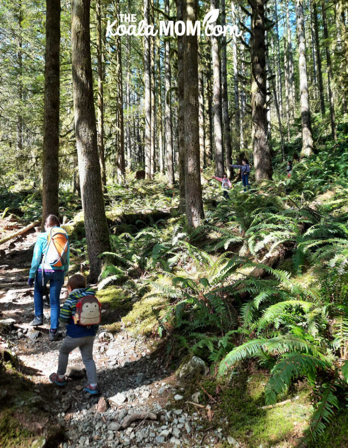 Kids hiking the Viewpoint Trail in Golden Ears Provincial Park.