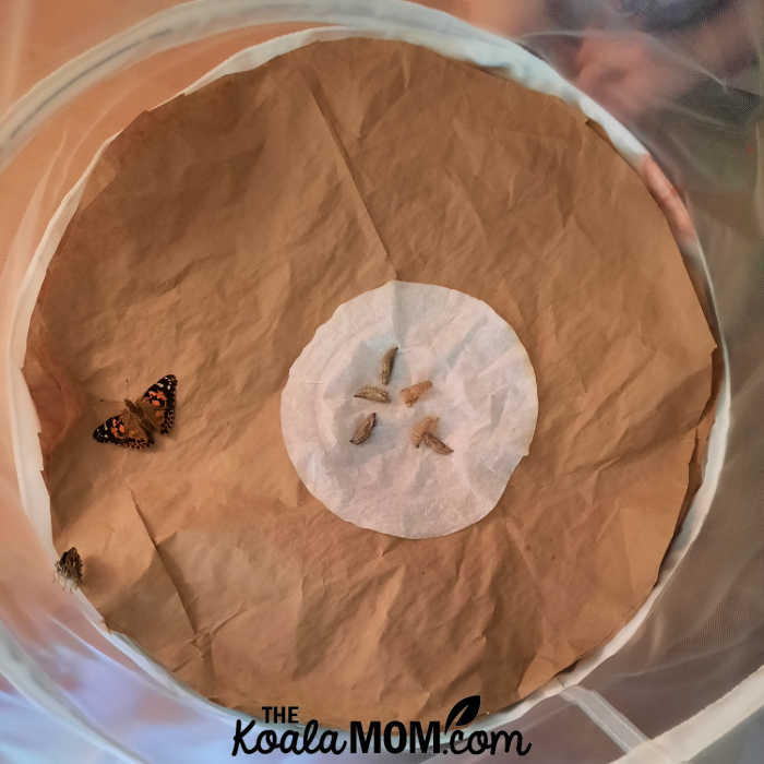 Two painted lady butterflies in their Ikea laundry hamper habitat, next to their chrysalides.