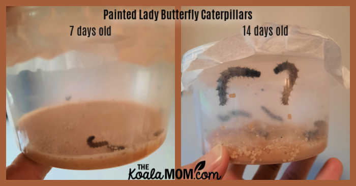 Painted lady butterfly caterpillars at 7 days old and 14 days old.