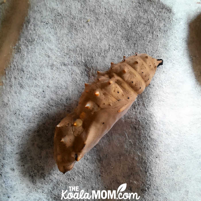 A painted lady chrysalis.