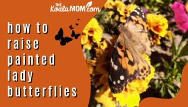 How to Raise Painted Lady Butterflies.