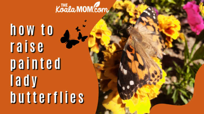 Butterfly Kits-Monarch and Painted Lady Rearing, Breeding, and Growing kits.