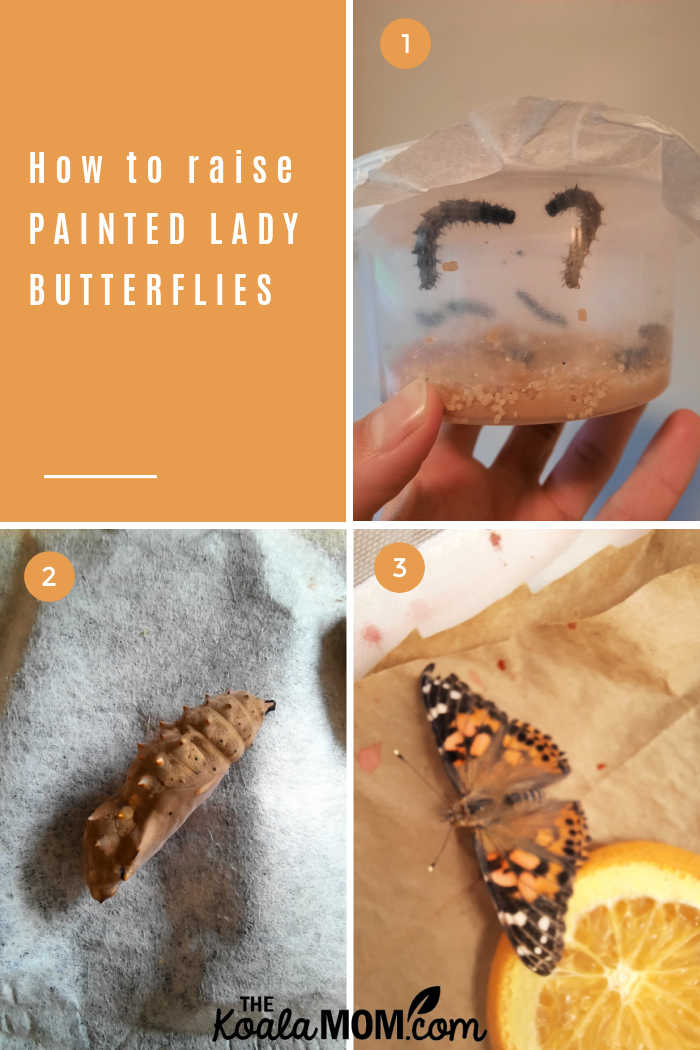 How to Raise Painted Lady Butterflies.