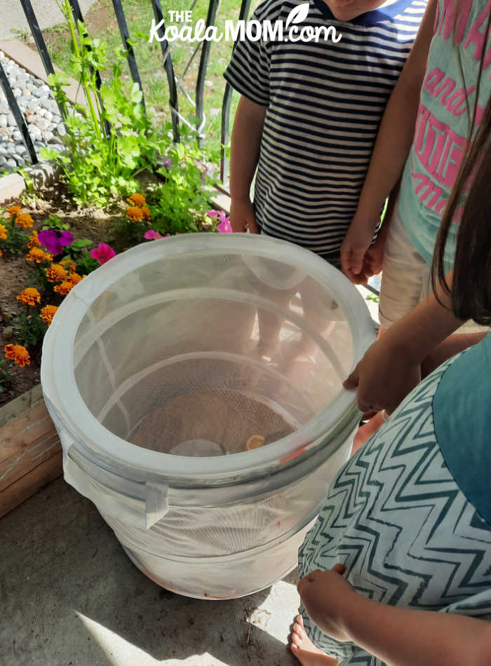 Ready to release our newly hatched butterflies!