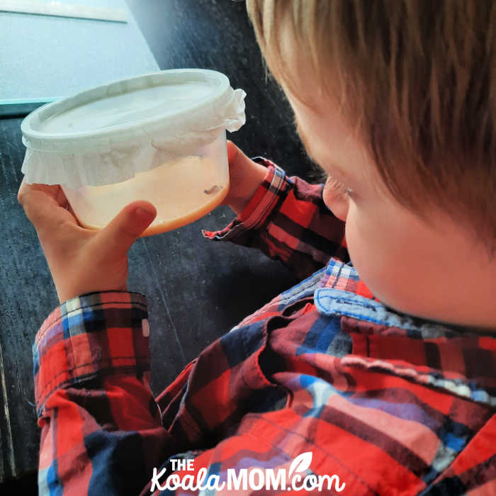 3-year-old Joey watches our painted lady caterpillars in their small habitat.