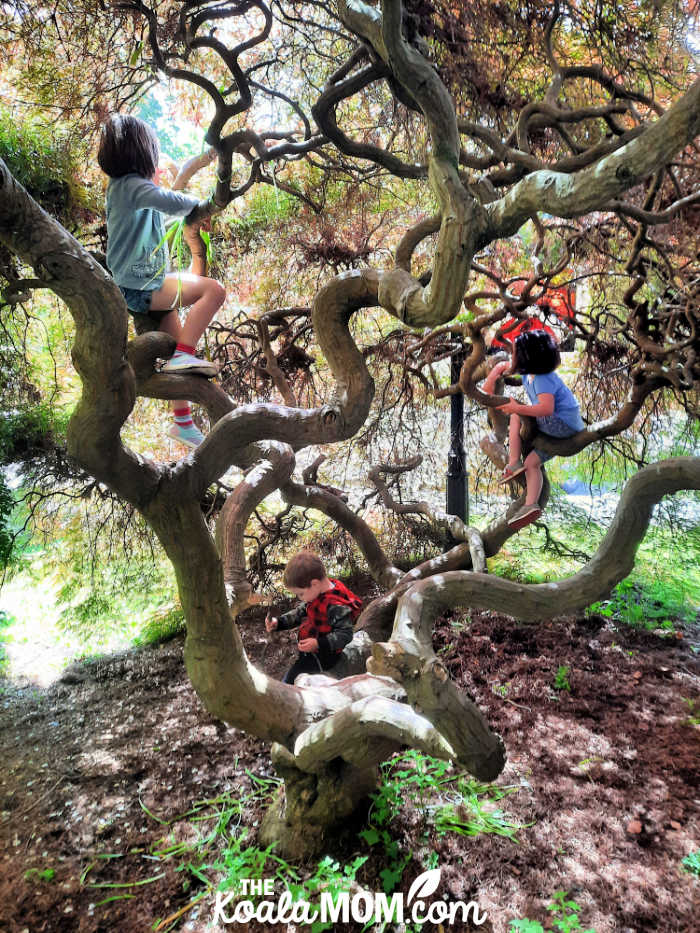 Three kids climbing in a tree.