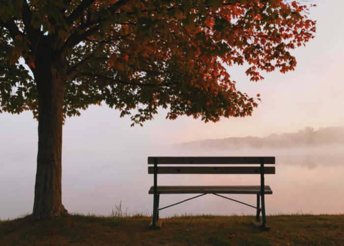Empty bench under a tree.
