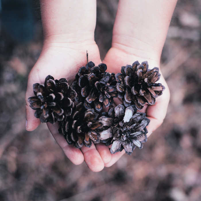 Child holding a handful of pine cones.
