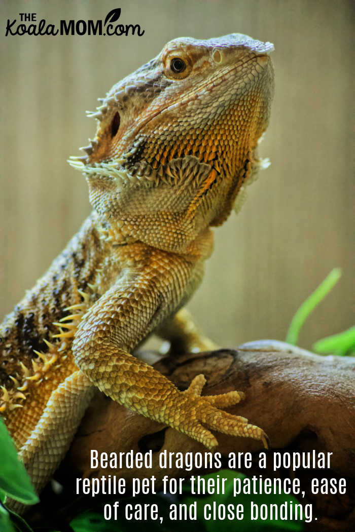 Bearded dragons are a popular reptile pet for their patience, ease of care, and close bonding. Photo by Adam Mills on Unsplash.