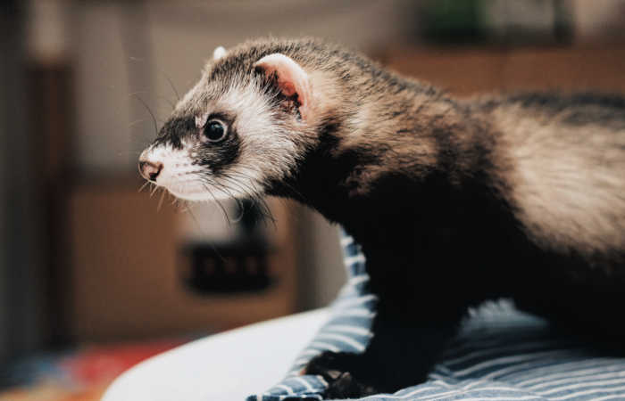 One fun exotic pet is a ferret. Photo by Steve Tsang on Unsplash
