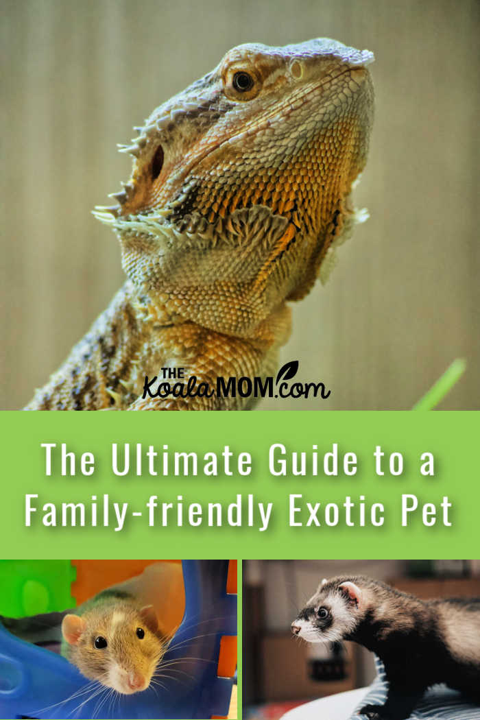 The Ultimate Guide to a Family-friendly Exotic Pet