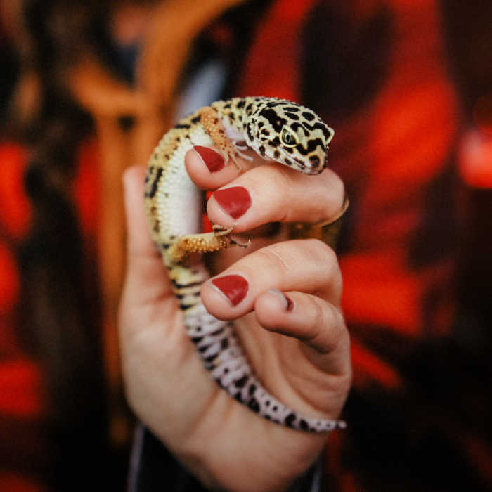 Leopard geckos are a popular exotic pet. Photo by Macey Bundt on Unsplash.