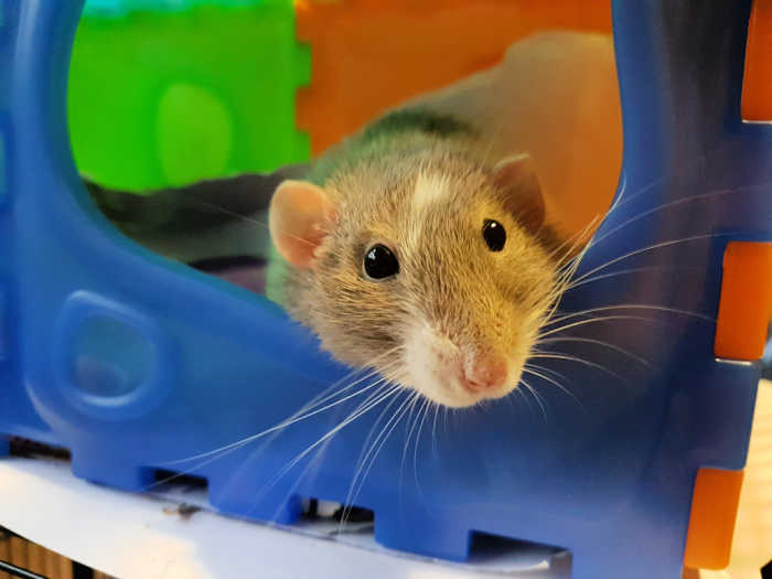 A pet rat peeks out of a blue box.